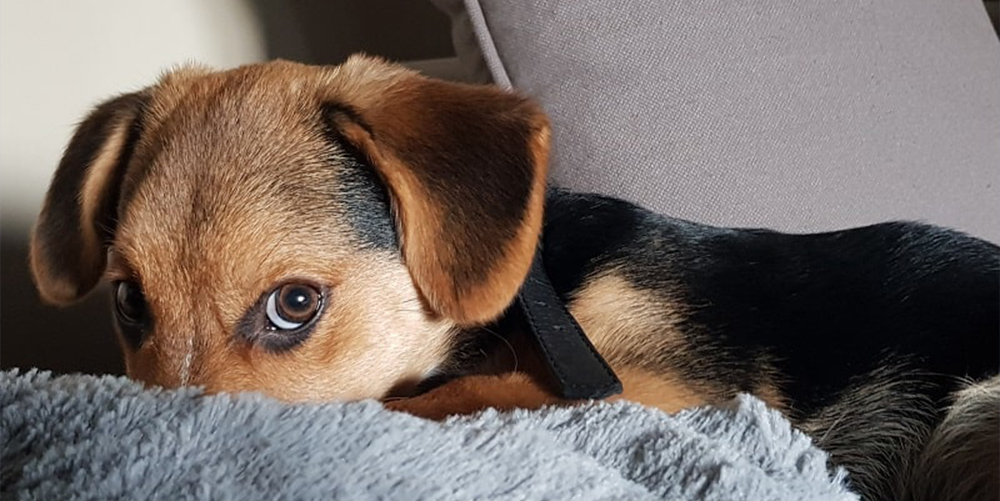 Bệnh thận ở chó - Hiểu biết và cách chăm sóc cho thú cưng của bạn